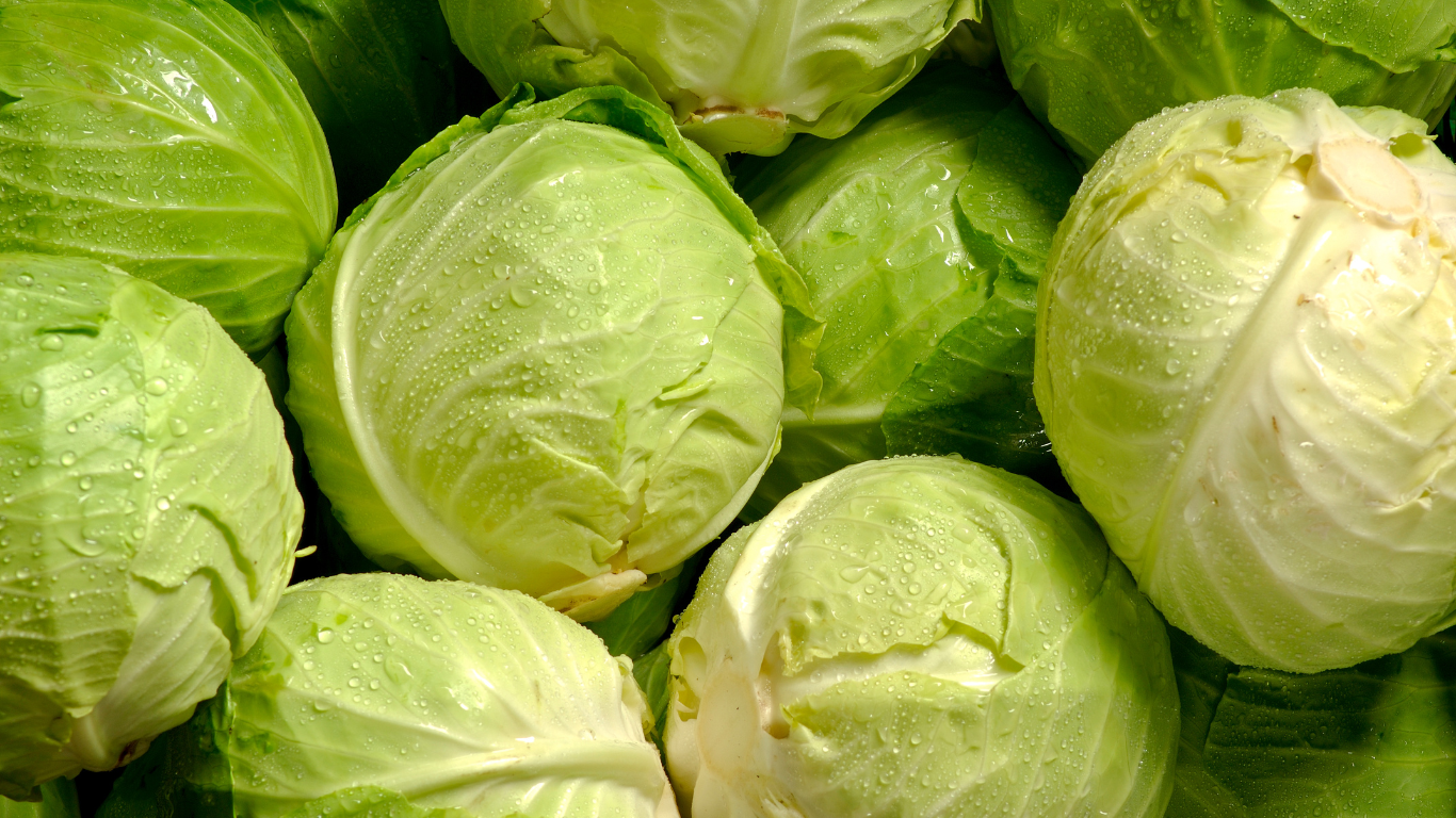 Fresh Cabbage Export from India