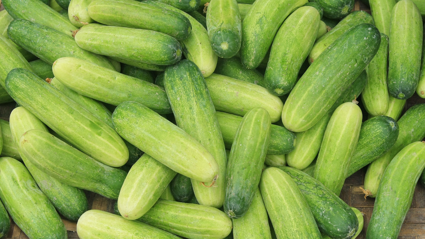 Fresh Cucumber Export from India